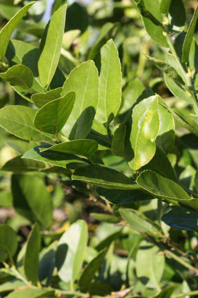            Sun leaves (Abhayapuri, Riverside, CA)   